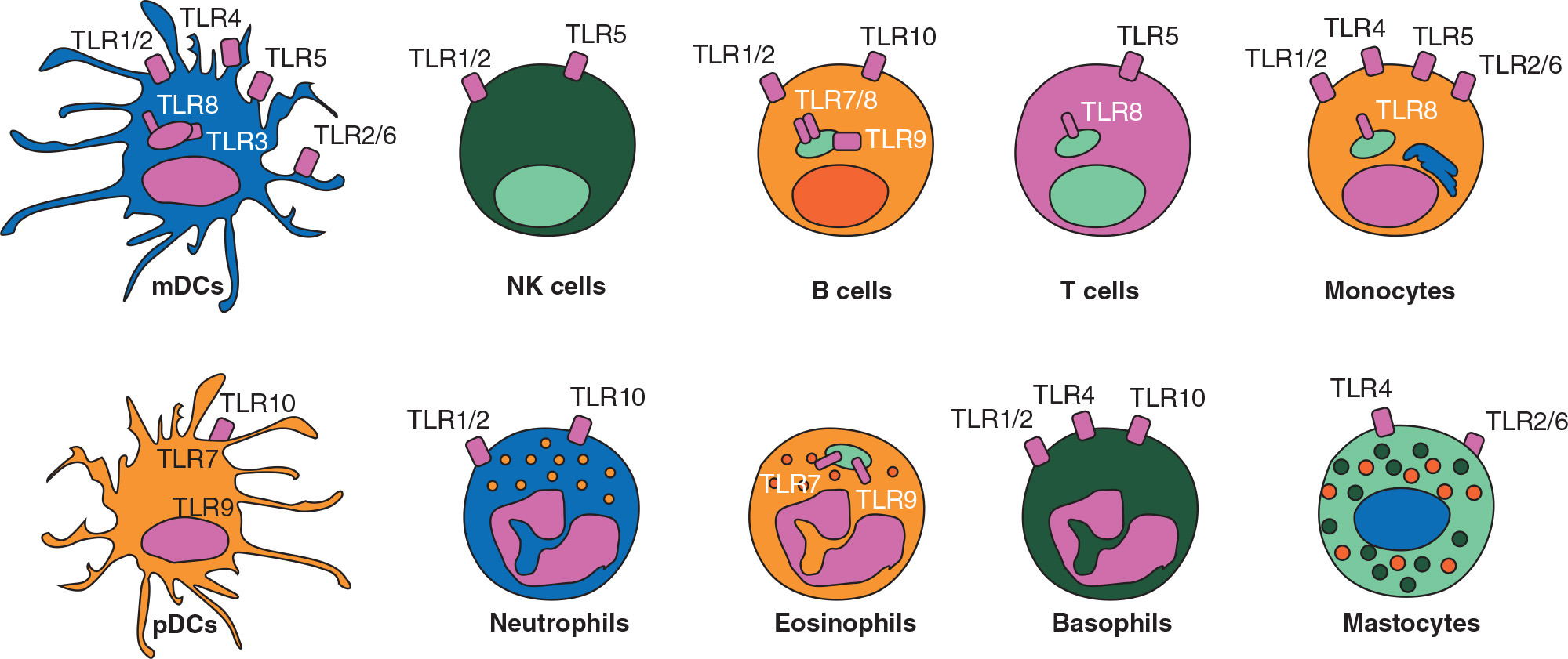 pattern_recognition_receptors_of_cells
